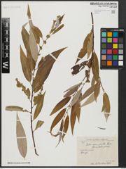 Foto von Salix acmophylla Boiss.